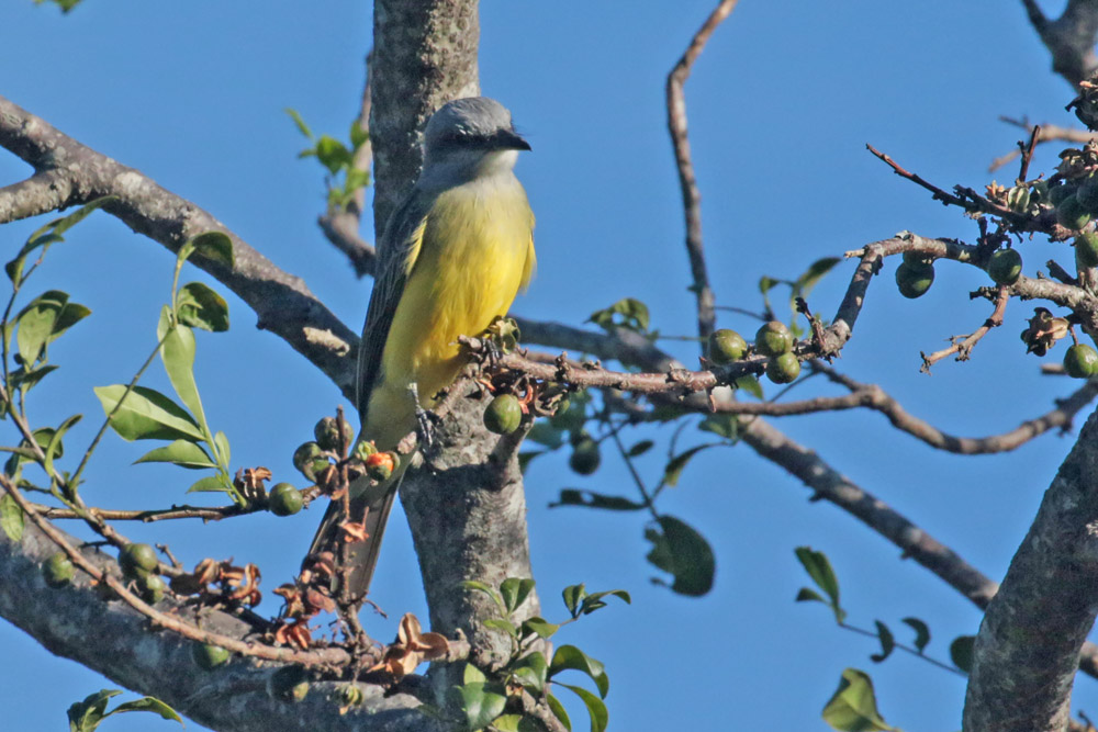 Tropical Kingbird